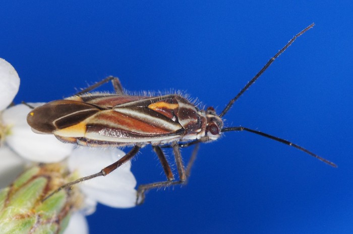 Miridae: Variabilità di Horistus orientalis in Europa